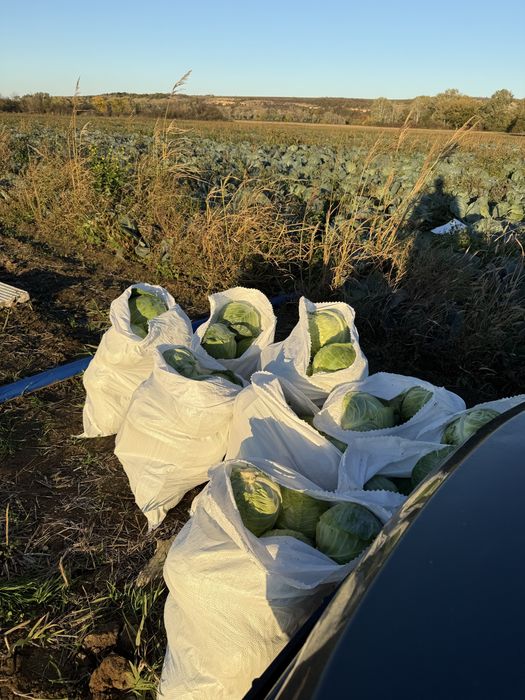 Зеле Чийрз и Марлу