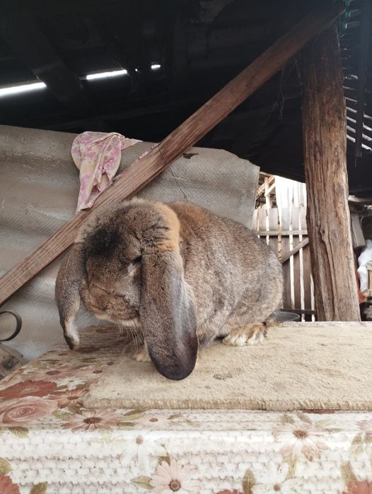 Mascul berbec german gri