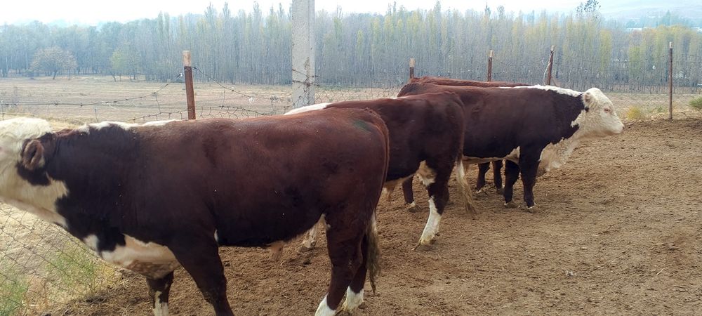 Тоза Гренфорд 1 сорт букалар сотилади