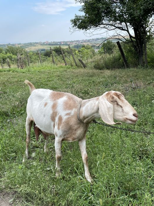 Vand capre de origine angonubiene 5 capre si un țap