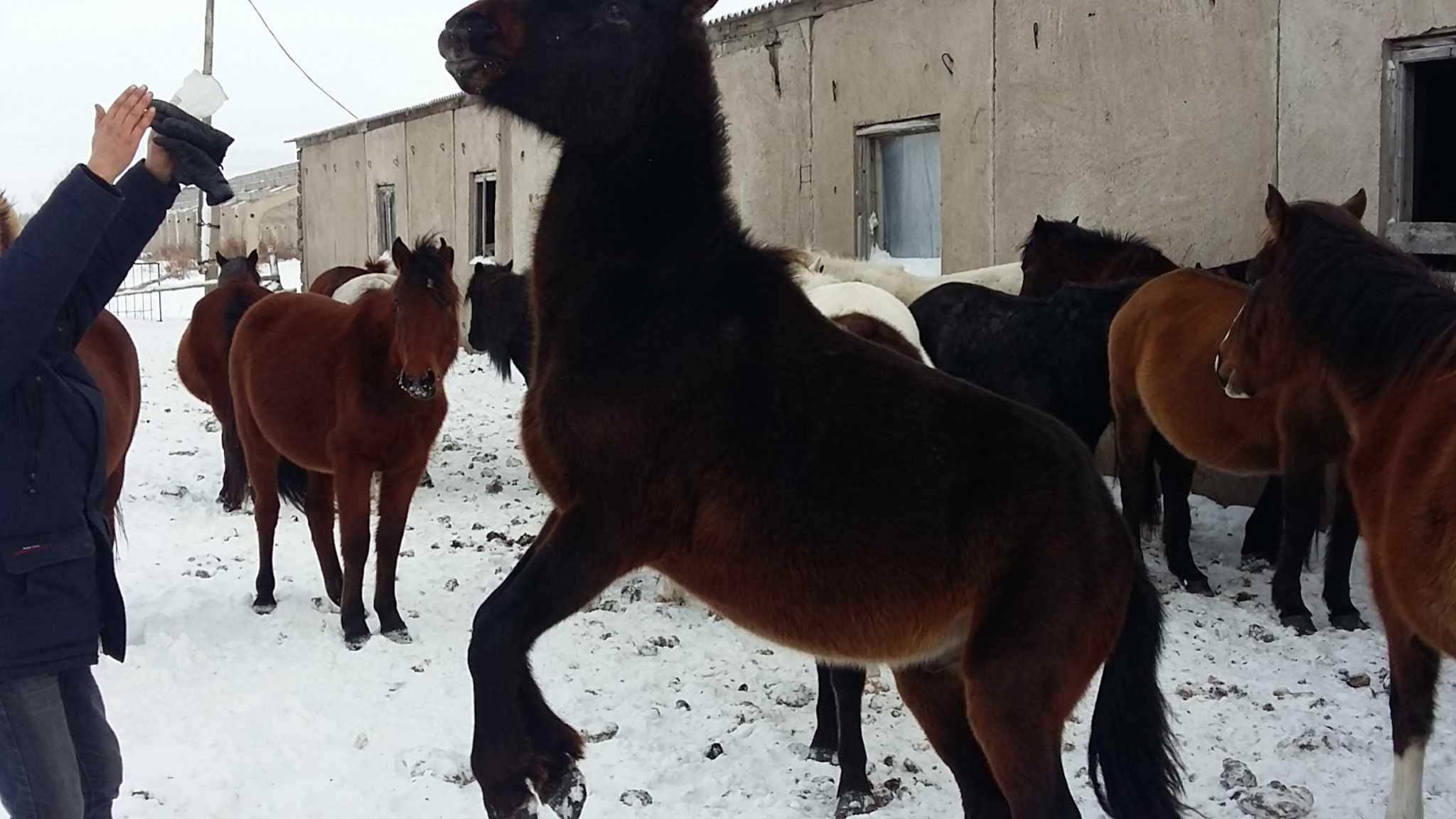 6-жасты ат сатылады. Продается мерин 6-летнего возраста.