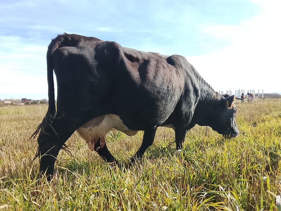 Vnd vaca bruna gestanta an 3 luni și vine cu al 4 vițel și are lapte 1