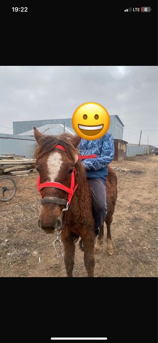 Жабғы сатылады міңгі