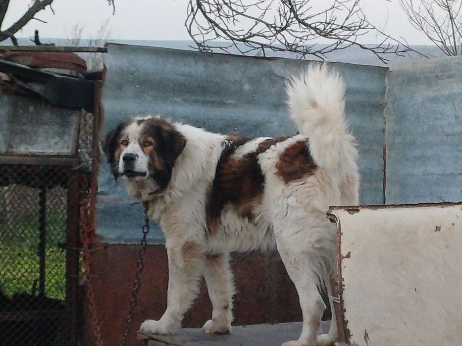 Каракачанки мъжко и женско
