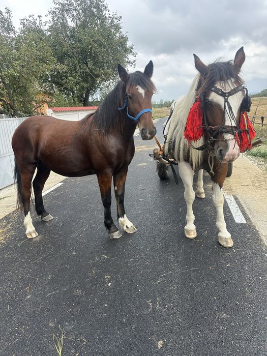 Vand sau schimb 2 iepe gestante