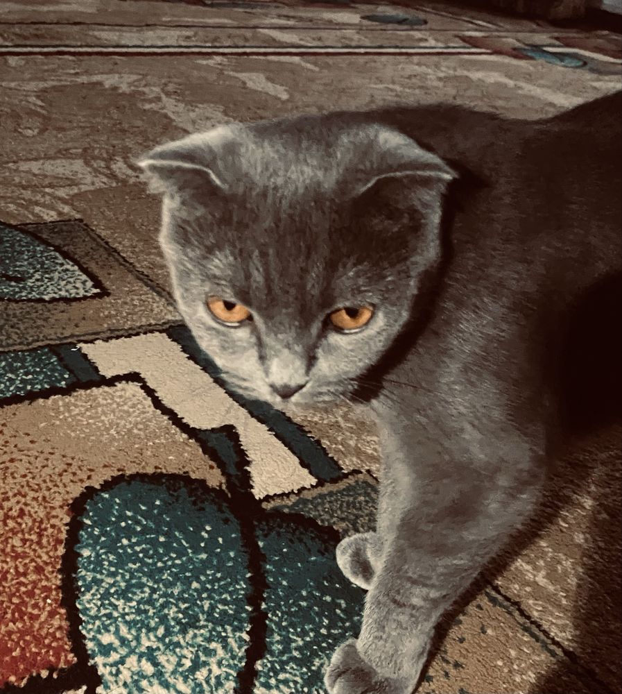 { Scottish Fold }