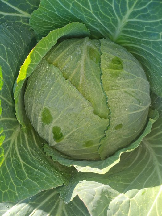 Varza, ceapa alba; roșie