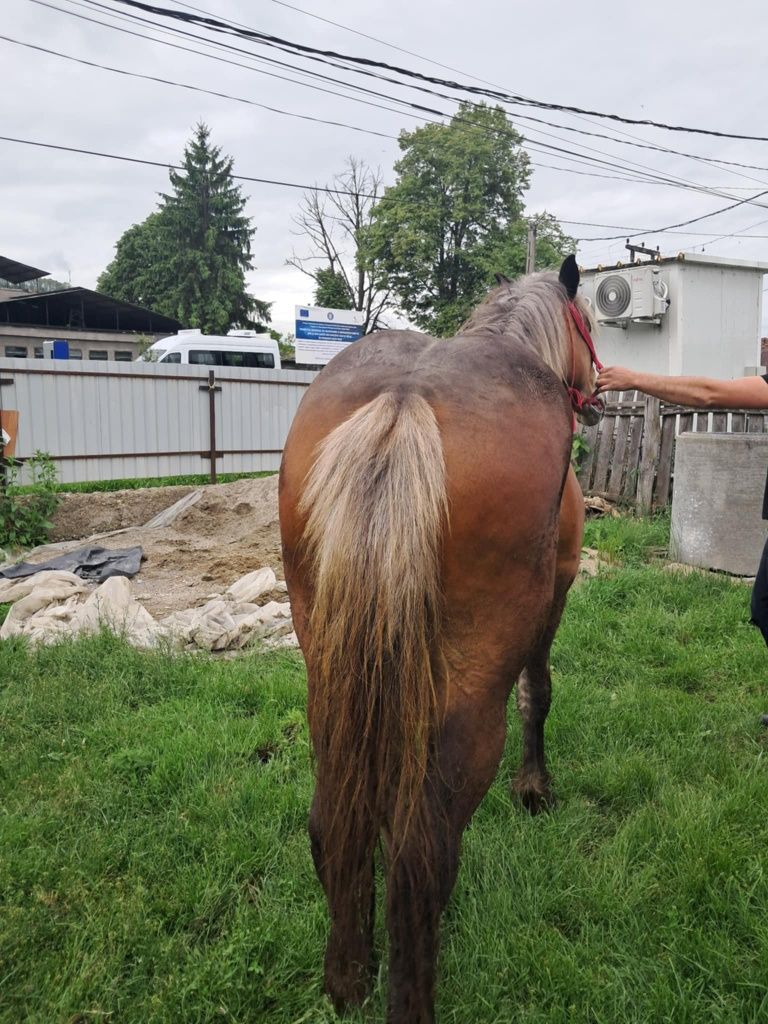 Manză de vanzare