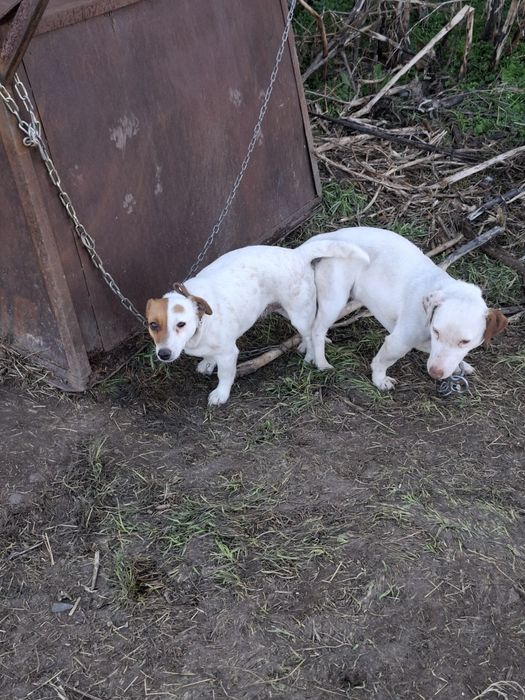 Женска на 3 години жак ръселка бременна