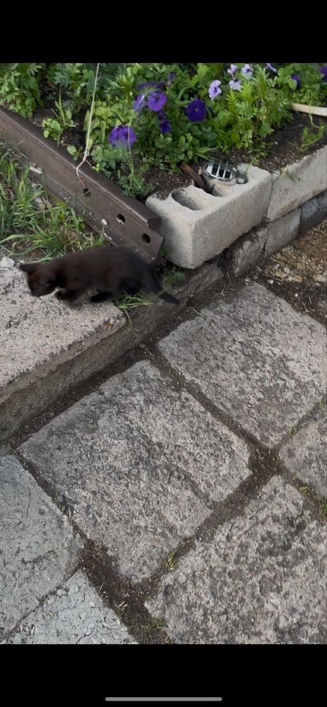 Котята