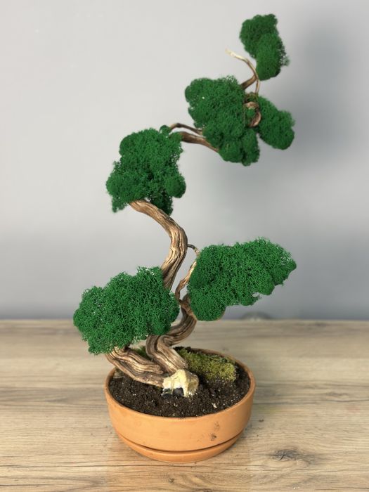 Бонсай натуральный - лучший подарок!