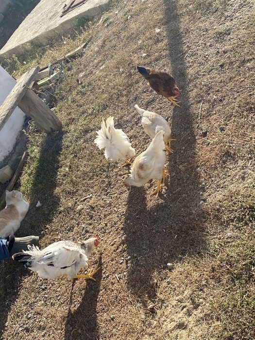 продам цыплят (петушки)