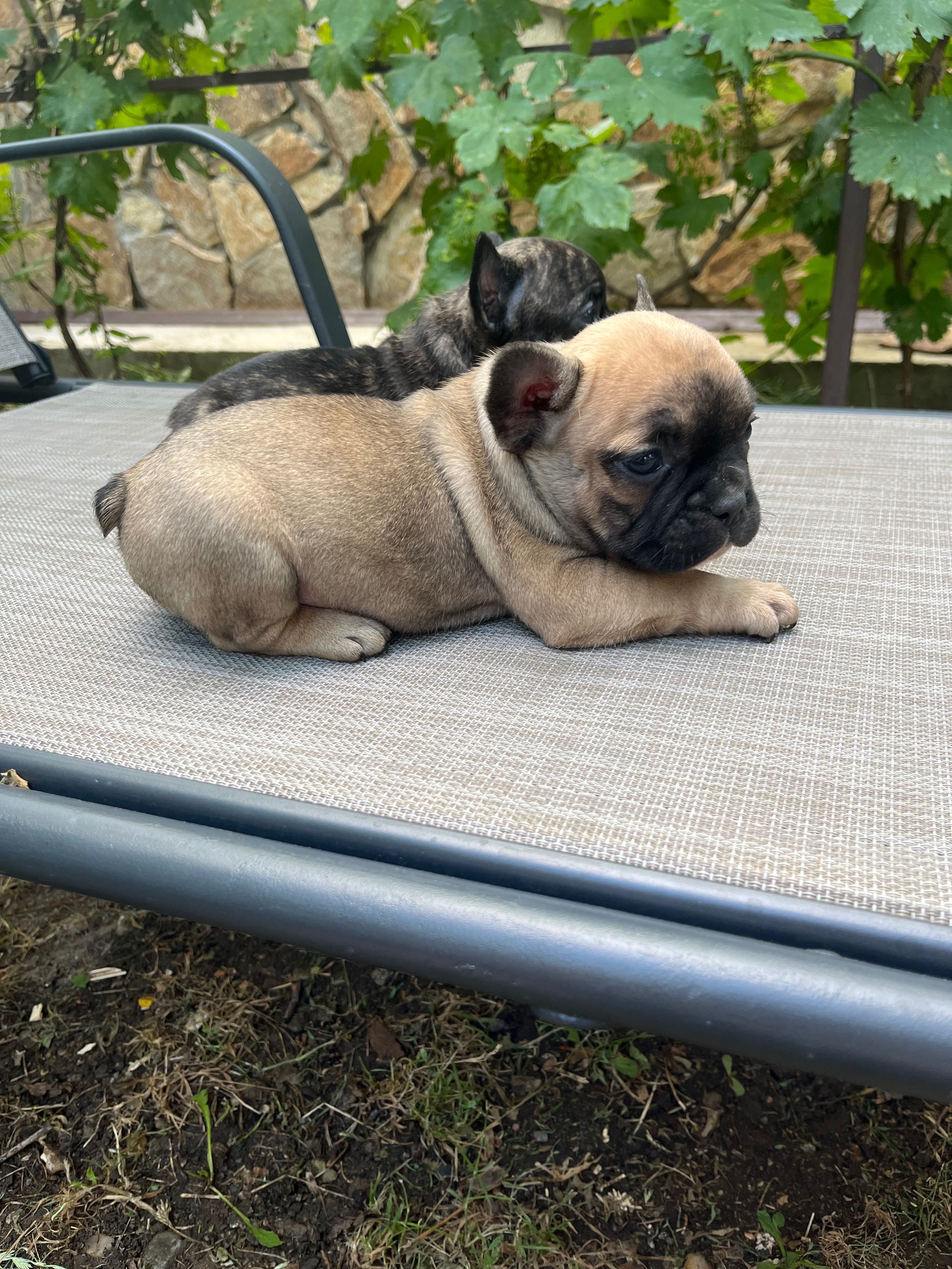 Bulldog francez de vânzare
