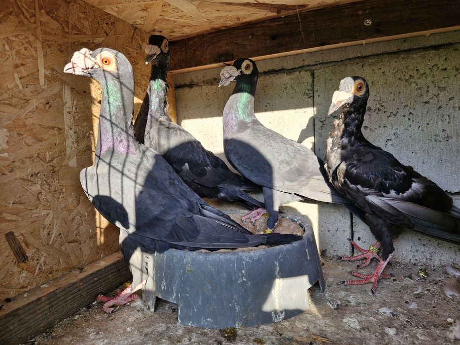 Vând mai multe rase de porumbei