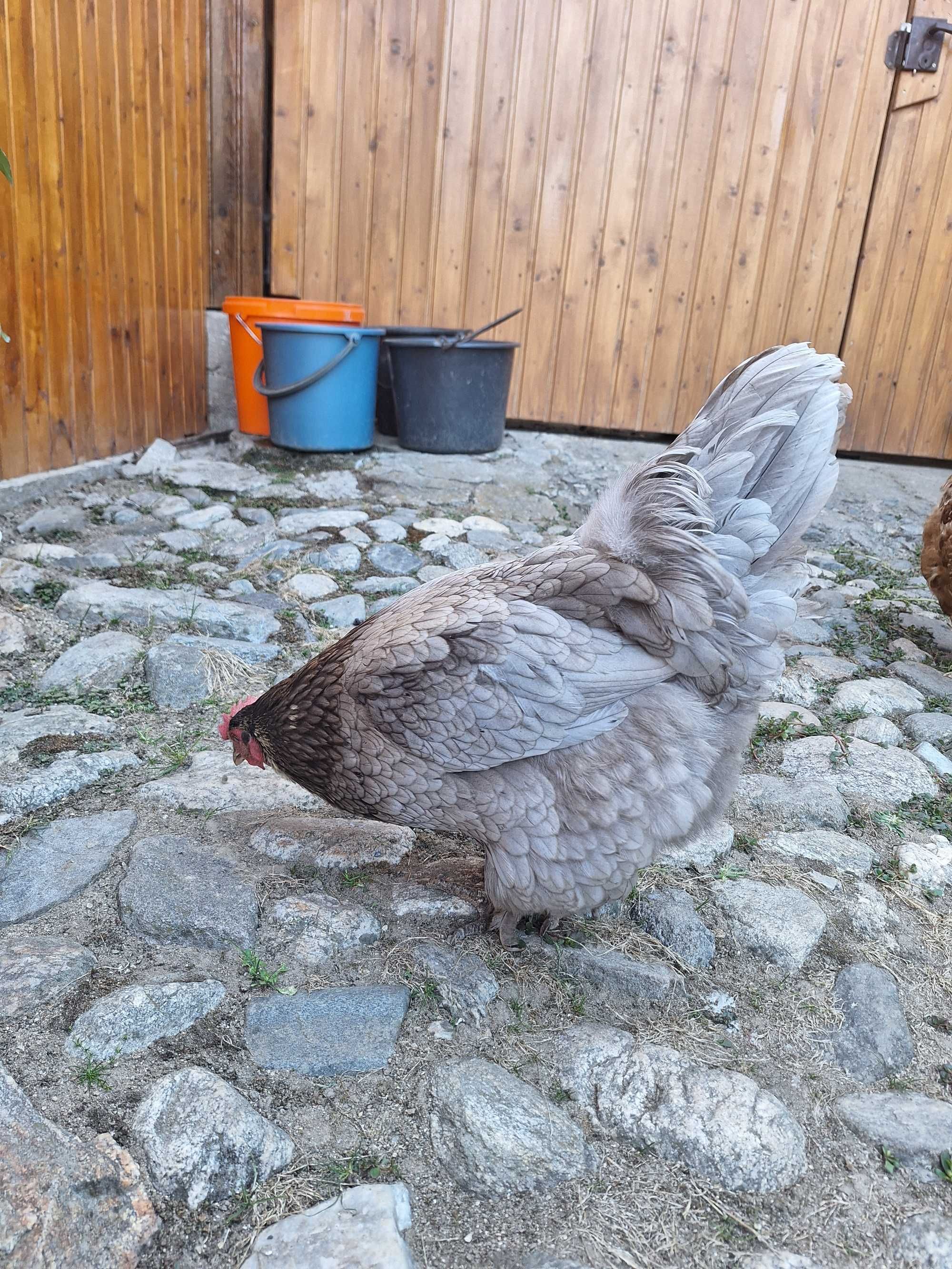 Cocoș și găină de vânzare