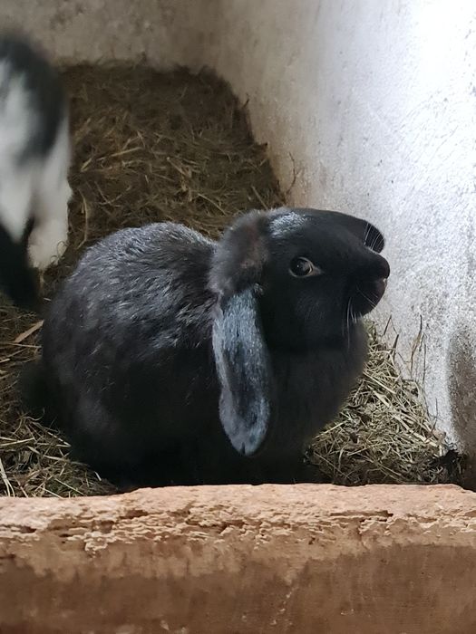 Iepuri de vânzare
