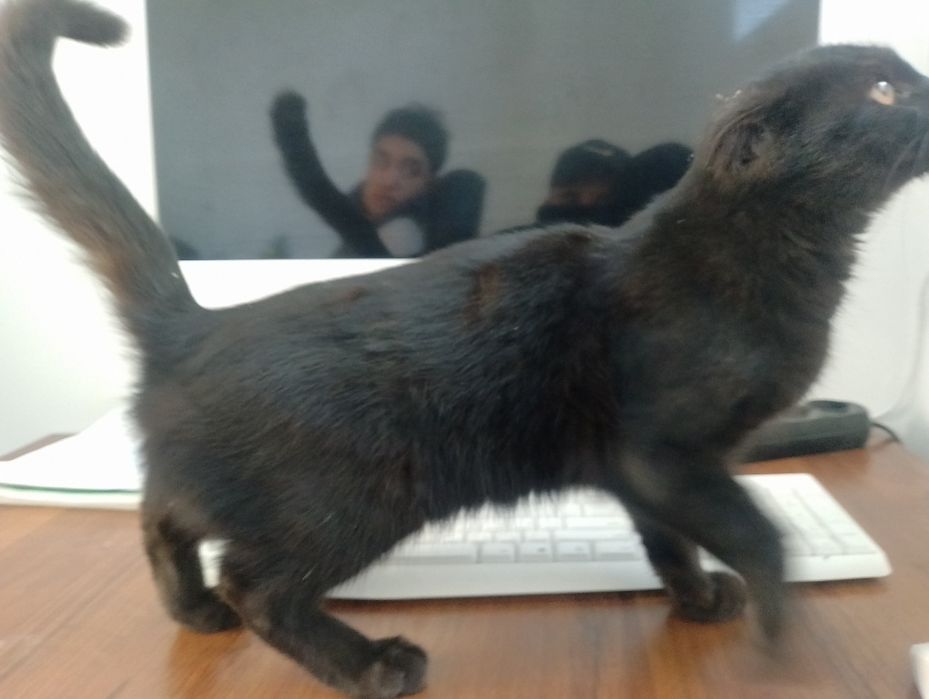 Britanskiy mushuk sotiladi rangi qora 1 yowar