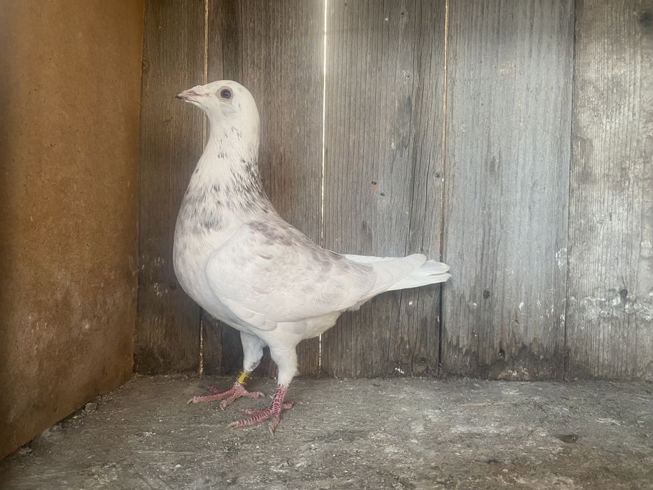 Porumbei voiajori cuci matca