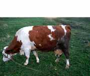 Vaca Bălțată Românească