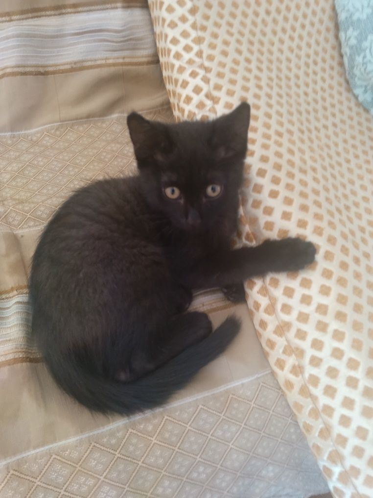 Котенок в хорошие руки