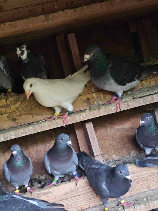 Porumbei voiajori de vânzare