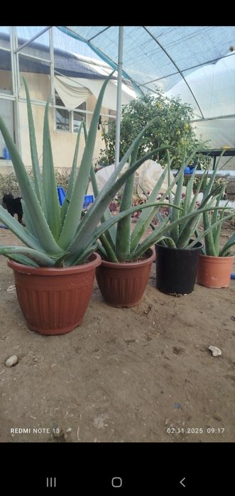 Aloe vera guli sotiladi.