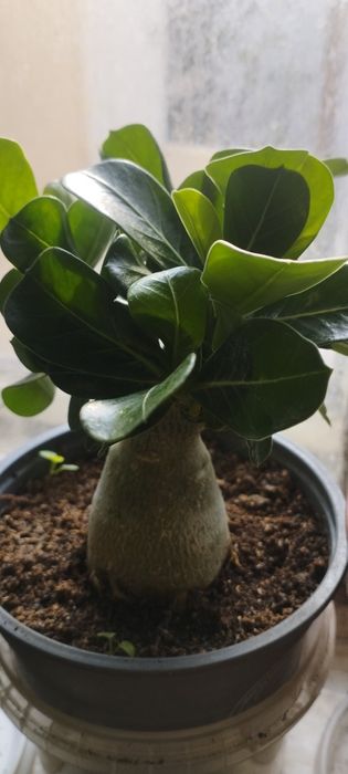 Адениум, роза пустыни. Цвет сюрприз.