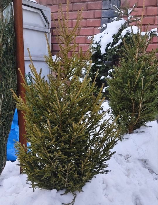 Ёлки срубленные на новый год, ель новогодняя с доставкой на дом.