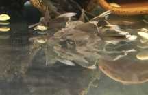 Green Dragon Ancistrus Voalat
