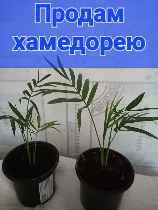 Продам комнатные цветы