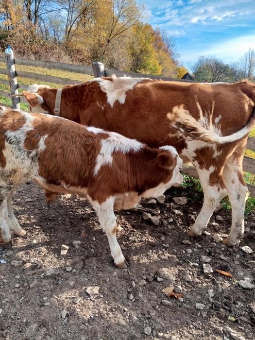 Vaci cu vitei ..tinere