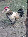 Gaini mii de flori și araucana care fac oua verzi