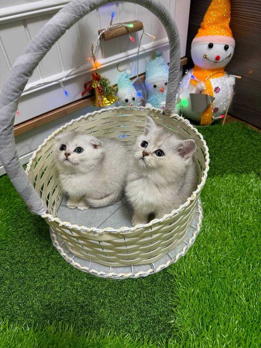 Продается котята