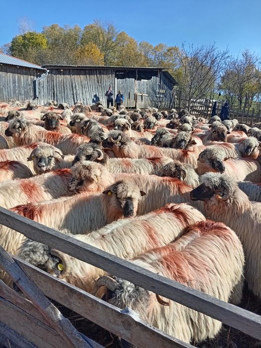 De vînzare 150 de oi țurcane