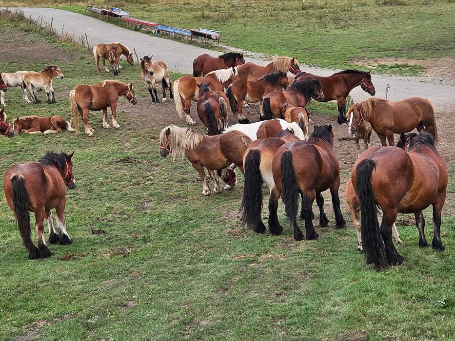 Manji de vanzare Cluj