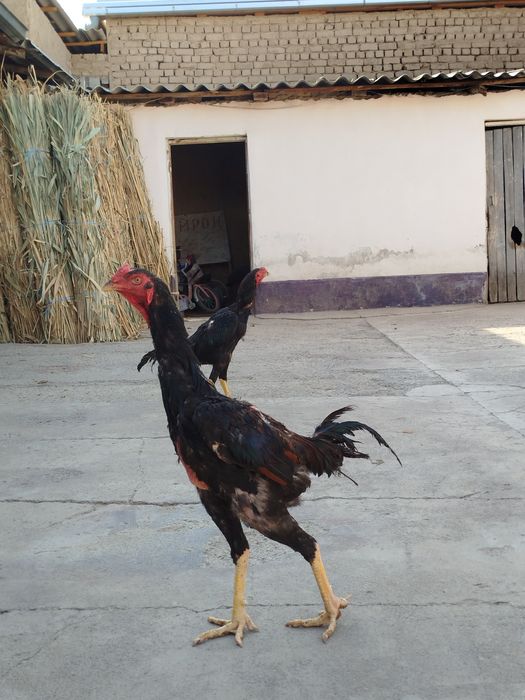 Дакан макён хуроз ва жужалар сотилади