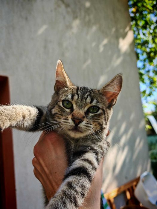 Ofer spre adoptie pisicute in jur de 3 luni