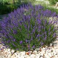 Levantica lavandula Salvia siberiana