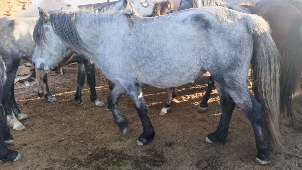 Бие сатамын тұқымы жақсы