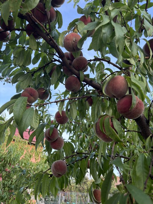 Piersic Rubino, puiet anul ll