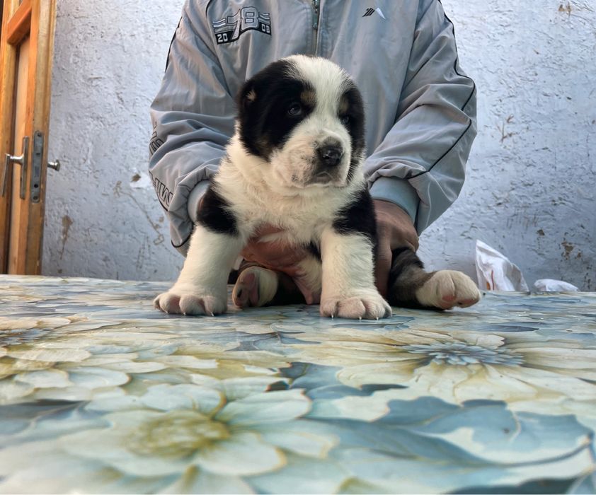 Щенок Алабая ( супер Гигант ) туркменский