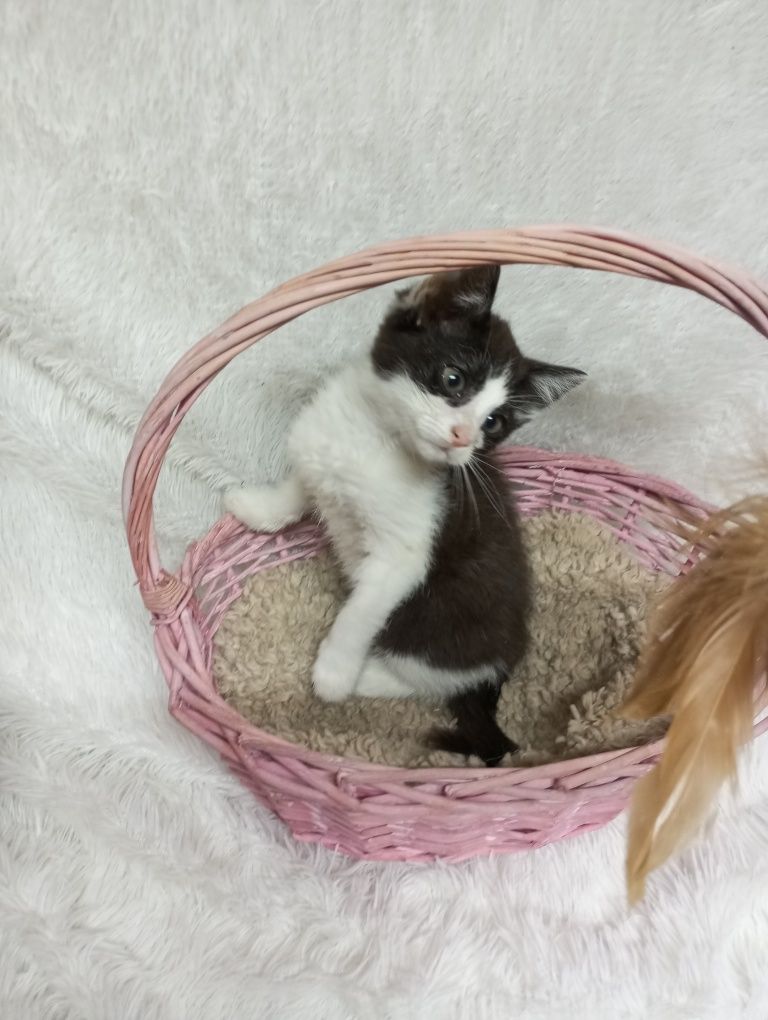 Котята с приюта в добрые руки
