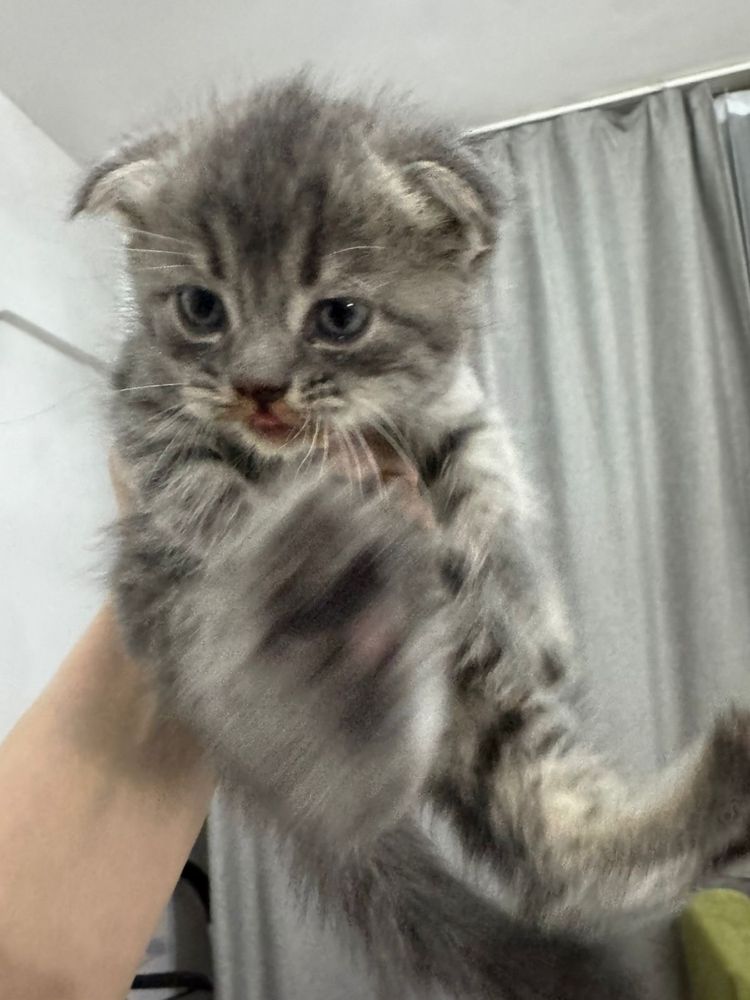 Британские вислоухие котята