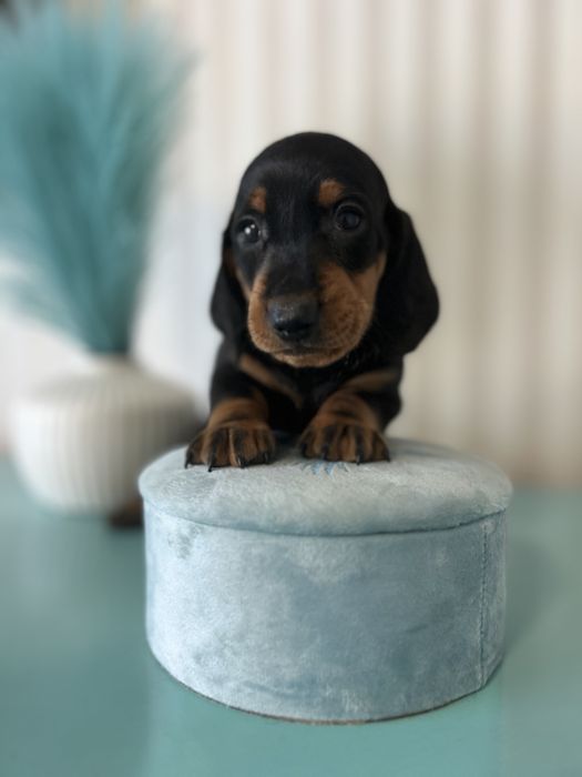 Catel teckel tekel cu Pedigree FCI
