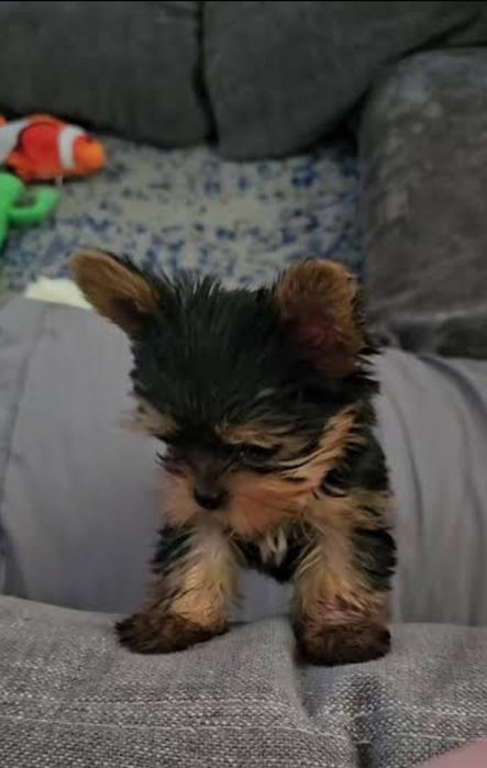 Yorkshire terrier talie mica