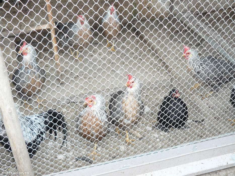 Vand gaini rasa Italiene