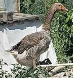 Oua gasca, oua pasare, gâște de vanzare