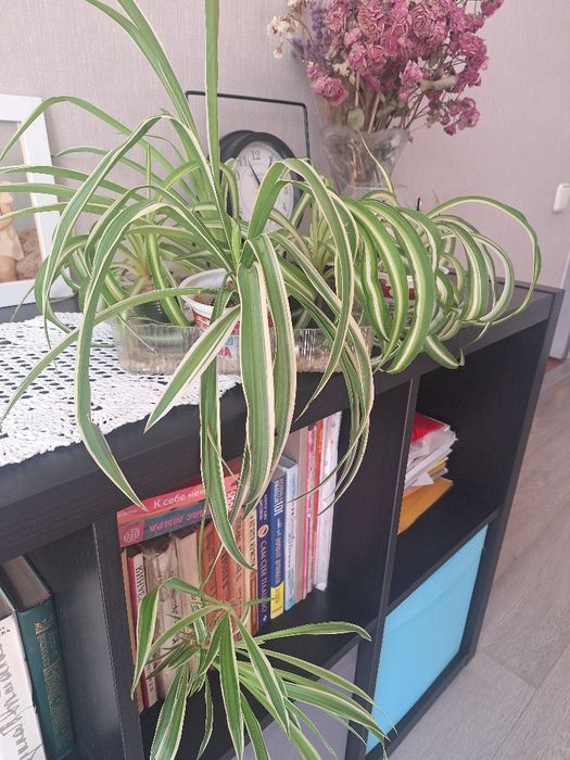 Хлорофитум укоренённый