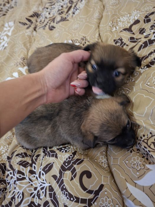 Две момичета пекинез 100 лв