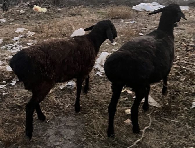 Qoy (Куй) сотилади